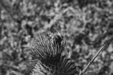 Bahçedeki güzel beyaz çiçeğin yakın çekimi.