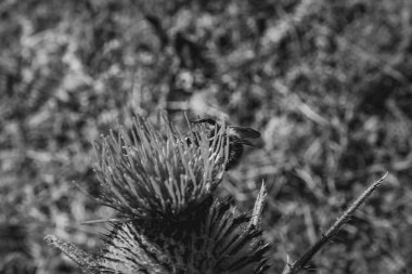 Bir çam ormanının arka planında genç bir adamın siyah beyaz fotoğrafı.