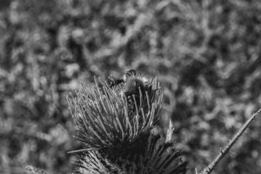 Vahşi çiçeğin siyah beyaz fotoğrafı.