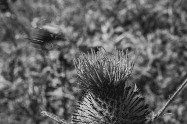 Parkta güzel bir karahindiba resmi.