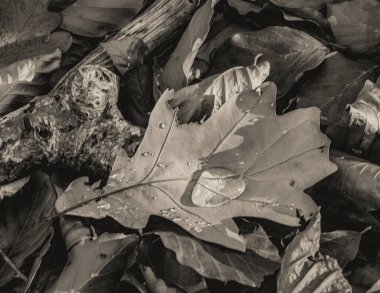 Sonbahar yaprakları, sonbahar bitkileri