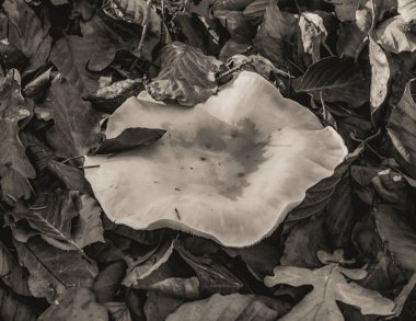 Ormanda beyaz ve siyah mantar