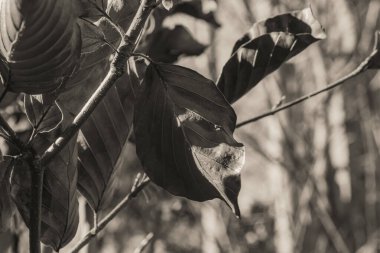 Bahçedeki bir ağacın siyah beyaz fotoğrafını çek.