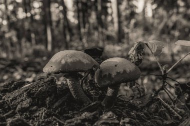 Ormanda büyüyen mantar