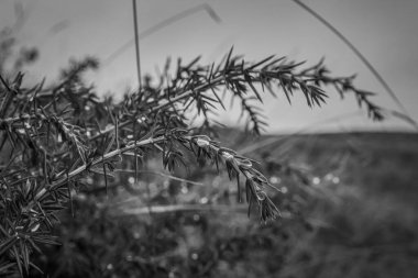 bir tarlası ve bulutlu gökyüzü olan bir bitkinin siyah ve beyaz görüntüsü.