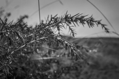 Parktaki bir ağacın dalının siyah beyaz fotoğrafı.