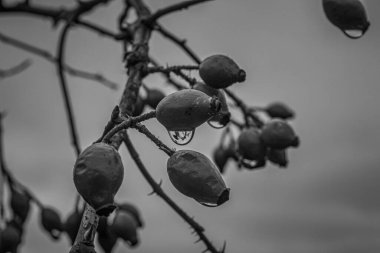 Makro fotoğraf, Hayvanlar, Doğa - Siyah beyaz fotoğraflar, tek renkli fotoğraflar - urope, Doğu Avrupa