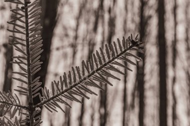 Kışın karlı siyah çam ağacı dalı.