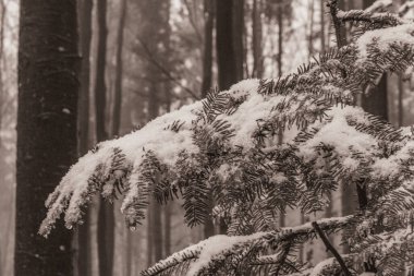 Kış ormanı karla kaplı