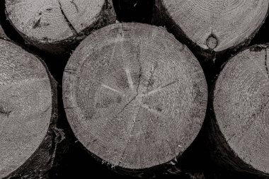 Bir ormandaki ağaç gövdeleri kesilmiş