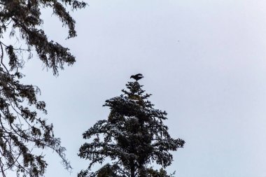Bir siyah karga, mavi gökyüzünün arka planında bir çam ağacının dalında oturur..