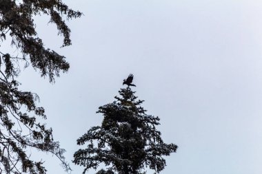 Ormandaki karda kel bir kartal.