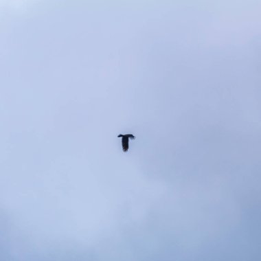 Gökyüzündeki kara kuş