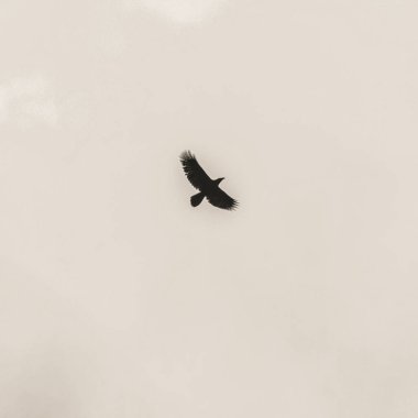 Martı gökyüzünde uçuyor.