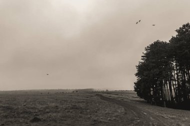 Bulutlu bir arkaplanda ağaçların ve kuşların gri ölçekli görüntüsü