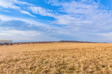 Buğday tarlası ve mavi gökyüzü olan güzel bir manzara.