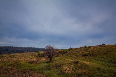 Ağaçlar ve ormanlarla dolu güzel bir manzara.