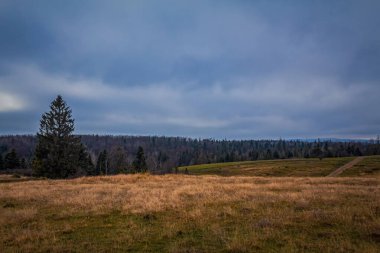 Ormanda güzel bir ağaçla sonbahar manzarası