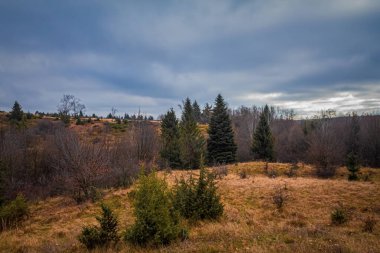 Güzel bir ormanı olan sonbahar manzarası