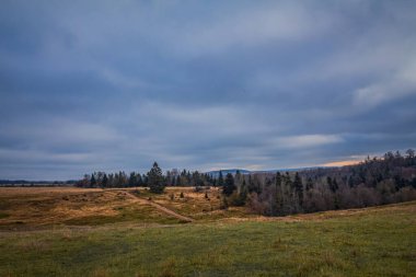 Ağaçlarla kaplı güzel bir manzara.
