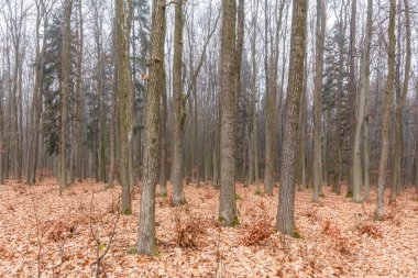 Sonbaharda bir orman