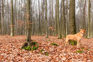 Ormanda kahverengi köpek.