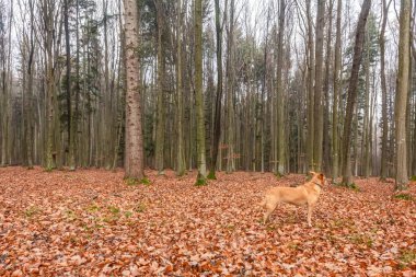 Güzel bir manzaranın arka planında yürüyen bir köpek..
