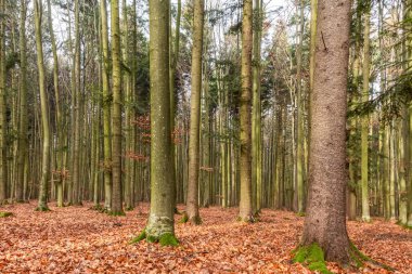 Sonbaharda uzun ağaçları olan güzel bir orman..