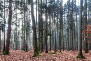 Ağaçları ve yaprakları olan güzel bir sonbahar ormanı.