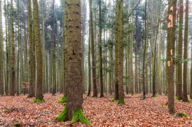 Sonbahar zamanında orman.