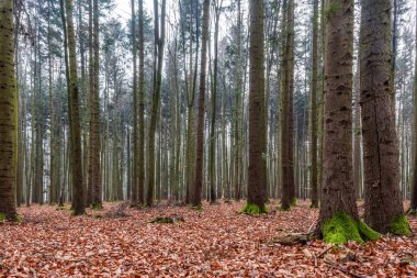 Ormanın güzel manzarası