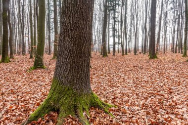 Sonbahar zamanında güzel bir orman