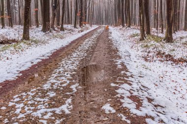 Karla kaplı ağaçlarla kaplı güzel kış manzarası