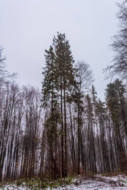Kış ormanı ve karla kaplı ağaçlar.