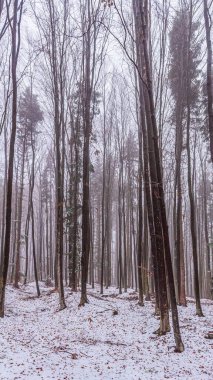 Peyzaj, Orman, Karpatlar, Doğa Fotoğrafları - Avrupa, Doğu Avrupa