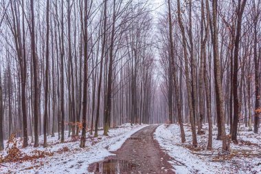Ormanın güzel manzarası