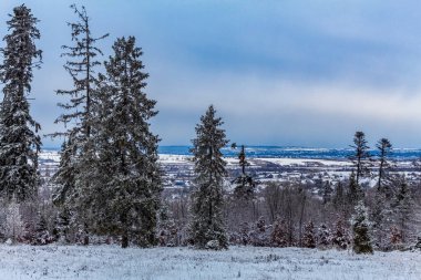 winter landscape with trees and snow in forest