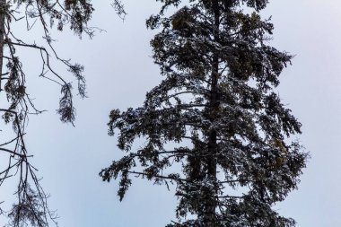 Ormanda karlı çam ağaçları dalları