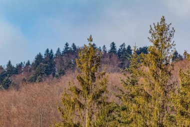 Karla kaplı güzel bir manzara - tepeli dağlar ve orman