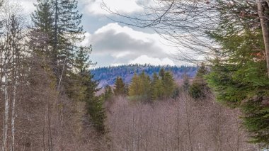 Karda ağaçlar olan orman