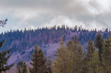 Kışın karla kaplı güzel bir orman