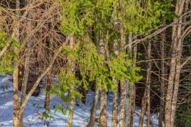 Güzel kar kış ormanında