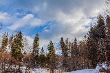 Karda bir kış günü - ormanla kaplı