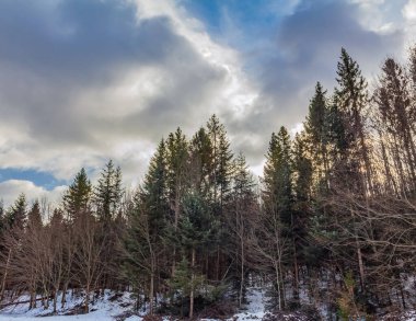 Karpatlar ormanında kış