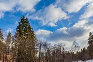 Ağaçlar ve kar bir kış ormanında