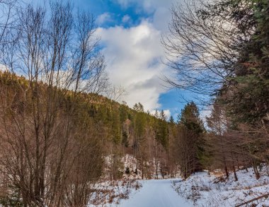 Dağlardaki ormanda güzel bir kış yolu.