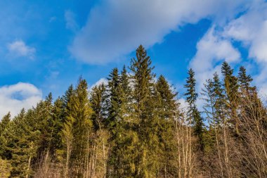 Karla kaplı ağaçlarla kaplı güzel kış manzarası