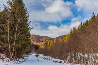 Karpatlar 'daki güzel dağ manzarası