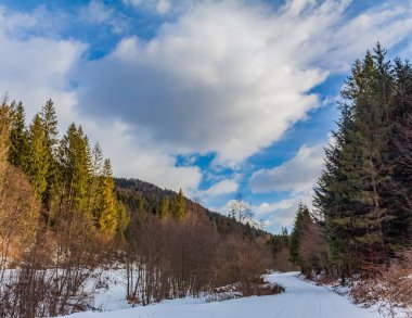 Karla kaplı ağaçlarla kaplı güzel kış manzarası