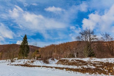 Kış ormanlarında karla kaplı ağaçlar, güzel doğa manzarası